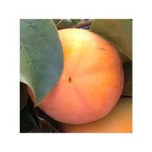 Albero Kako Rojo Brillante Età: 3 anni