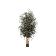 Albero Wide Parvifolia stabilizzato H130 cm no manutenzione pianta stabilizzata
