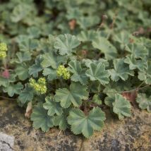 Alchemilla Erythropoda 3 Litre Potted Plant x 1