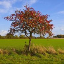 Alisier Blanc (Sorbus Aria)