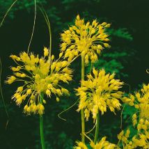Allium flavum p 0,5