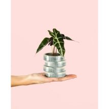 Pur Plant - Alocasia Amazónica Mini + Maceta Planta Natural