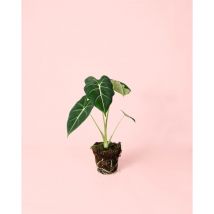 Pur Plant - Alocasia Frydek Plantas Naturales de Interior