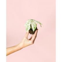 Alocasia Macrorrhiza Camuflaje Mini Planta Natural Pur Plant