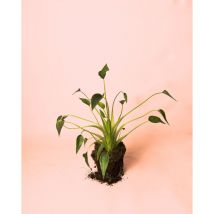Alocasia Tiny Dancer Plantas Naturales de Interior Pur Plant