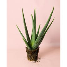 Aloe Vera Plantas Naturales Exterior Pur Plant