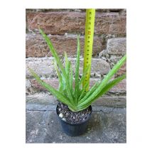 Dmail - Aloe vera var. chinensis caespitosa 20 cm, cactus, pianta grassa