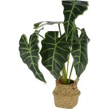 Alokasien, Kunstblume im Korb
