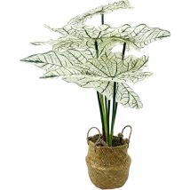 Alokasien, Kunstblume im Korb