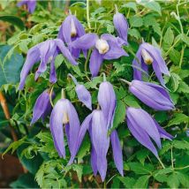 Clematis alpina 'Frances Rivis' 5L 100- 150