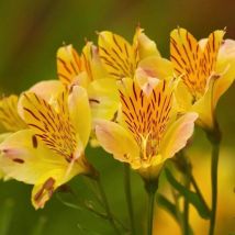 2 Alstroemères 'Layon' (Alstroemeria 'Layon') - Vendu par 2