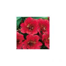 Alstroemere rouge - le godet - Plante vivace
