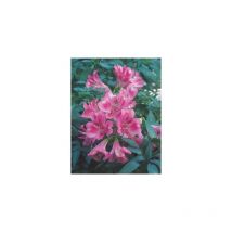 Alstroemere rose - le godet - Plante vivace