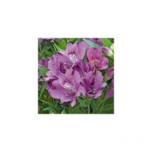 Alstroemere violet - le godet - Plante vivace