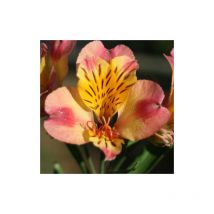 Clématite.net-angers - Alstrœmères Chartrené | Conditionnement: Lot de 5 godets