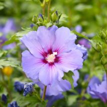 Althéa Commun (Hibiscus Syriacus)