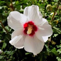 Althéa 'Red Heart' (Hibiscus syriacus Red Heart)