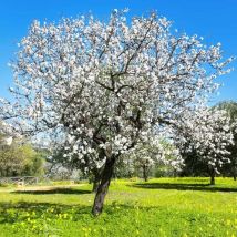 Amandier (Prunus Amygdalus)