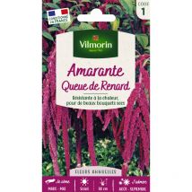 Amarante Queue de Renard