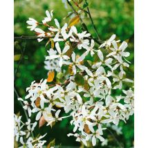 Amelanchier alnifolia 'Robin Hill' 5 L 60- 100