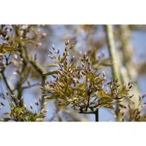 Amelanchier arborea 'Robin Hill' C5 80- 100