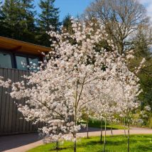 Amelanchier du Canada (Amelanchier Canadensis)