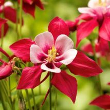 2 Ancolies 'Crimson Star' (Aquilegia 'Crimson Star') - Vendu par 2
