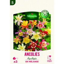 Ancolies Aquilegia en Mélange