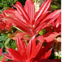Andromède du Japon Forest Flame/Pot de 3L