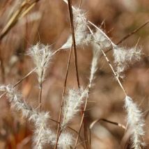 Andropogon ternarius/Lot de 9 godets