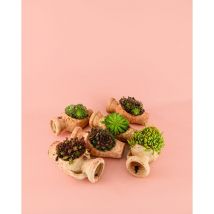 Pur Plant - Anforas de Suculentas Plantas Naturales Exterior