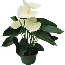 Langue de feu - Anthurium 'Alpine White' - Hauteur 40-55cm - ø14cm