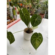 Anthurium clarinervium h 40cm foto reali pianta rara da interno