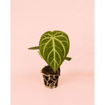 Anthurium Magnificum Planta Natural Interior Pur Plant