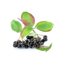 Apfelbeere Aronia melano. Viking eßbare Früchte 60-80 c