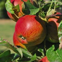 Thompson&morgan - Apple (Malus) Braeburn Patio Standard (M9) 5L Potted Plant x 1