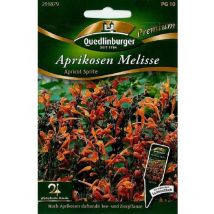 Quedlinburger Aprikosen Melisse Apricot Sprite - Premium Blumensamen