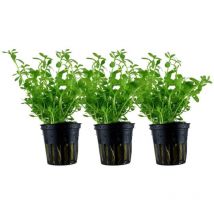 Aquarium Pflanze 3 Stück Bacopa monnieri 'Compact' Wasserpflanze Topf Nr.344A Set
