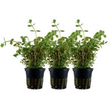 Aquarium Pflanze 3 Stück Rotala rotundifolia Nr.033