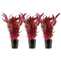 Aquarium Pflanze 3 Stück Alternanthera reineckii 'Pink' Wasserpflanze Nr.323 Set