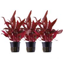 Aquarium Pflanze 3 Stück Alternanthera reineckii Rosanervig Wasswerpflanze Nr.323D Set