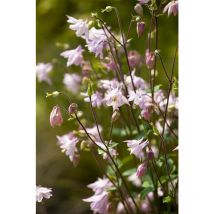 Aquilegia vulgaris p 0,5
