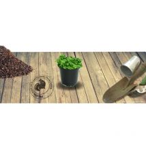 Arabette de Californie blepharophylla/Godet