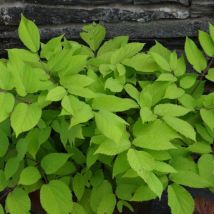 Aralia cordata Sun king/Godet - Blanche