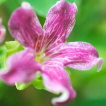 Araujia sericofera Rosea/Pot de 3L