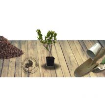 Arbousier, Arbre aux fraises Compacta/Godet