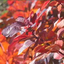 Arbre à perruque Royal Purple/Pot de 1,5L