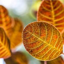 Arbre à Perruque ou Fustet (Cotinus Coggygria)