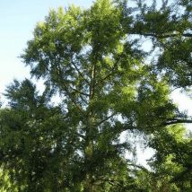 Arbre aux 40 Écus (Ginkgo Biloba)