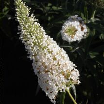Arbre aux papillons White Profusion/Pot de 7,5L